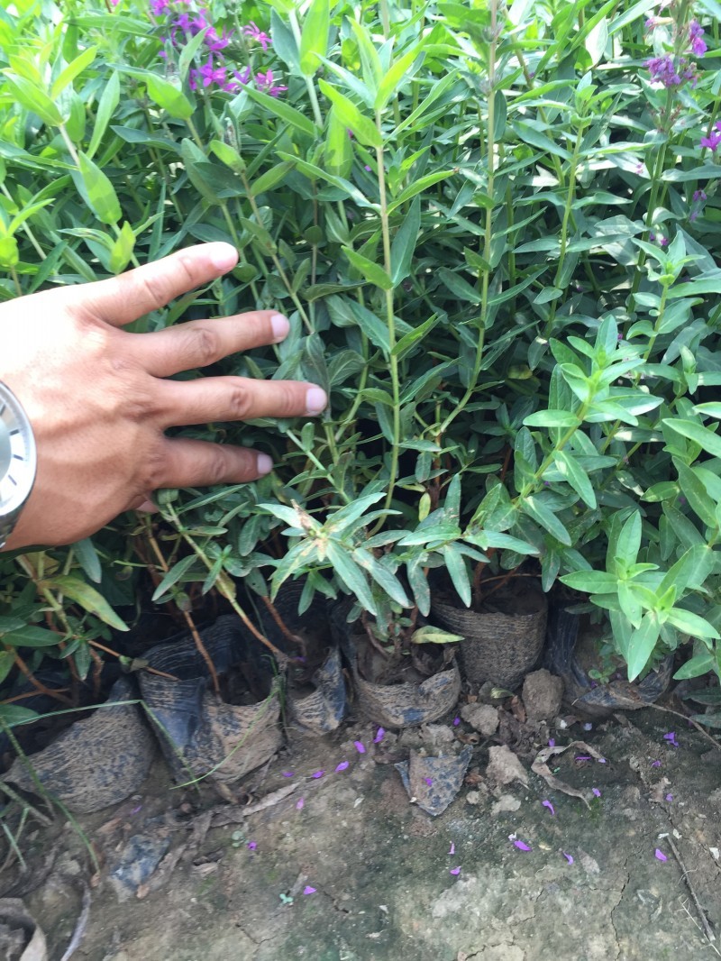 千屈菜农户直销千屈菜800万直销。300万棵低价