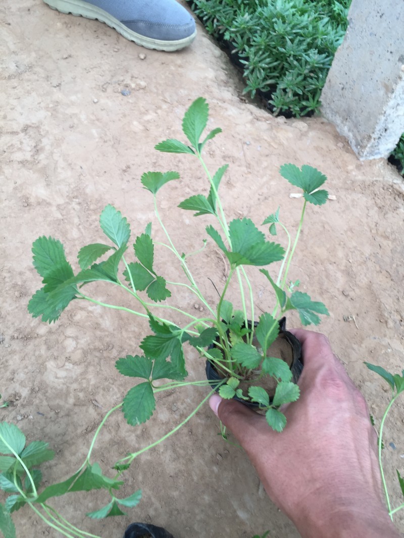 三叶委陵菜种植基地三叶委陵菜批发价格。500万株