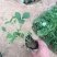 三叶委陵菜种植基地三叶委陵菜批发价格。500万株