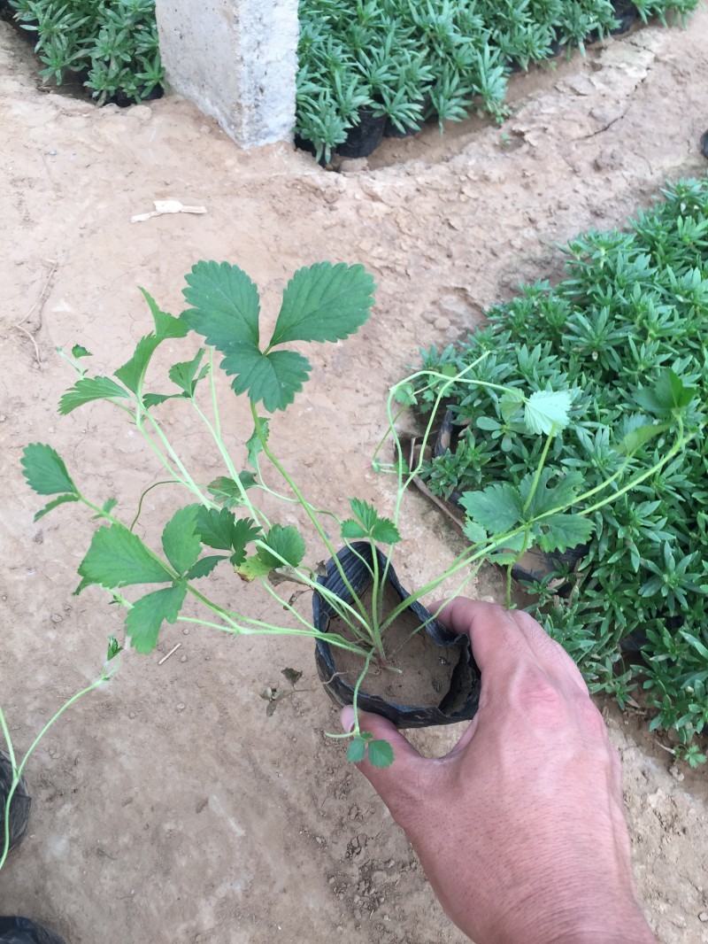 三叶委陵菜种植基地三叶委陵菜批发价格。500万株