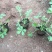 委陵菜自产自销委陵菜批发价格。400万。纸箱