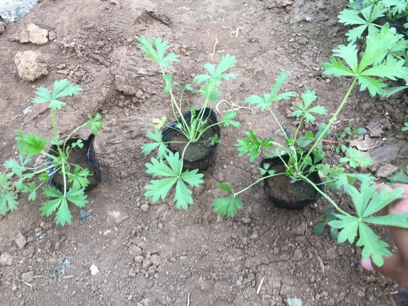 委陵菜自产自销委陵菜批发价格。400万。纸箱