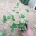 委陵菜自产自销委陵菜批发价格。400万。纸箱