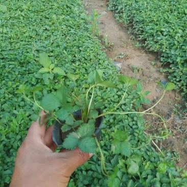 蛇莓自产自销蛇莓种植基地。500万直销
