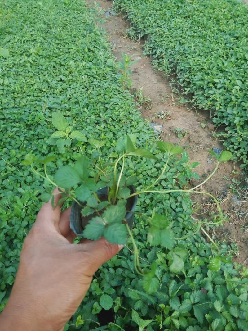 蛇莓自产自销蛇莓种植基地。500万直销