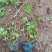蛇莓自产自销蛇莓种植基地。500万直销