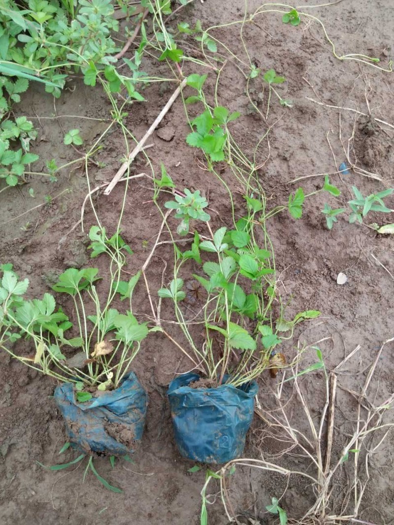 蛇莓自产自销蛇莓种植基地。500万直销