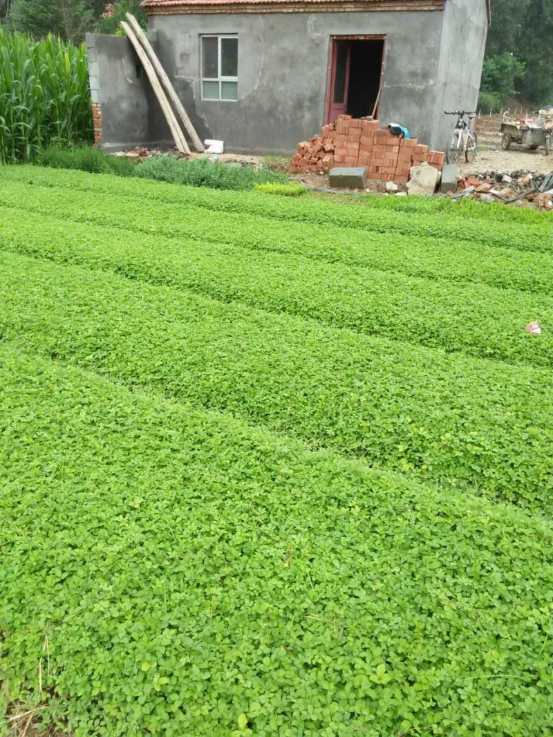 蛇莓自产自销蛇莓种植基地。500万直销