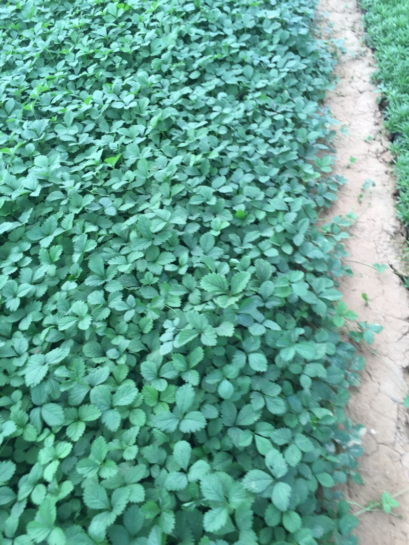 蛇莓自产自销蛇莓种植基地。500万直销