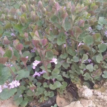 连钱草种植基地。连钱草。自产自销。300万处理。