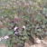 连钱草种植基地。连钱草。自产自销。300万处理。