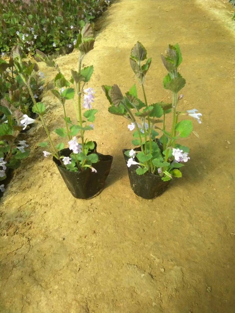 连钱草种植基地。连钱草。自产自销。300万处理。