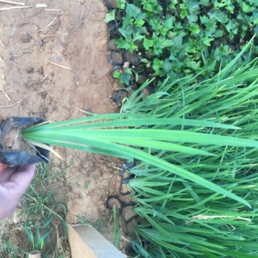 花菖蒲种植基地花菖蒲批发价格。400万处理