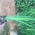 花菖蒲种植基地花菖蒲批发价格。400万处理