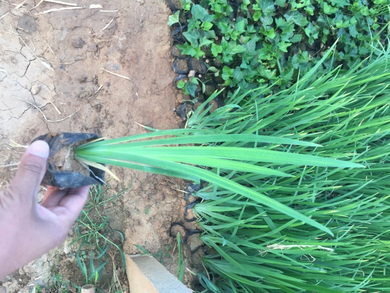 花菖蒲种植基地花菖蒲批发价格。400万处理