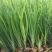 花菖蒲种植基地花菖蒲批发价格。400万处理