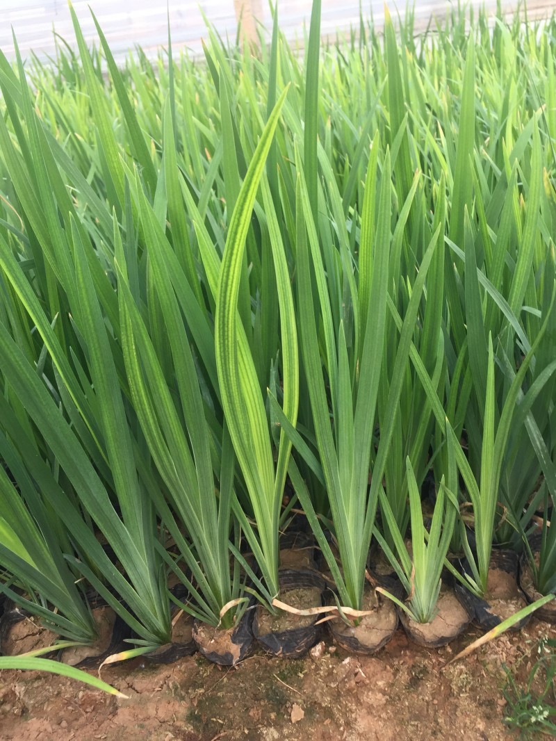 花菖蒲种植基地花菖蒲批发价格。400万处理