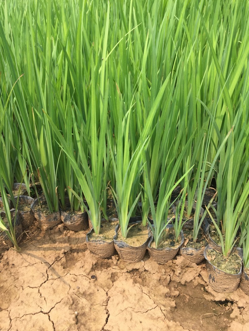 水生鸢尾自产自销300万水生鸢尾种植基地