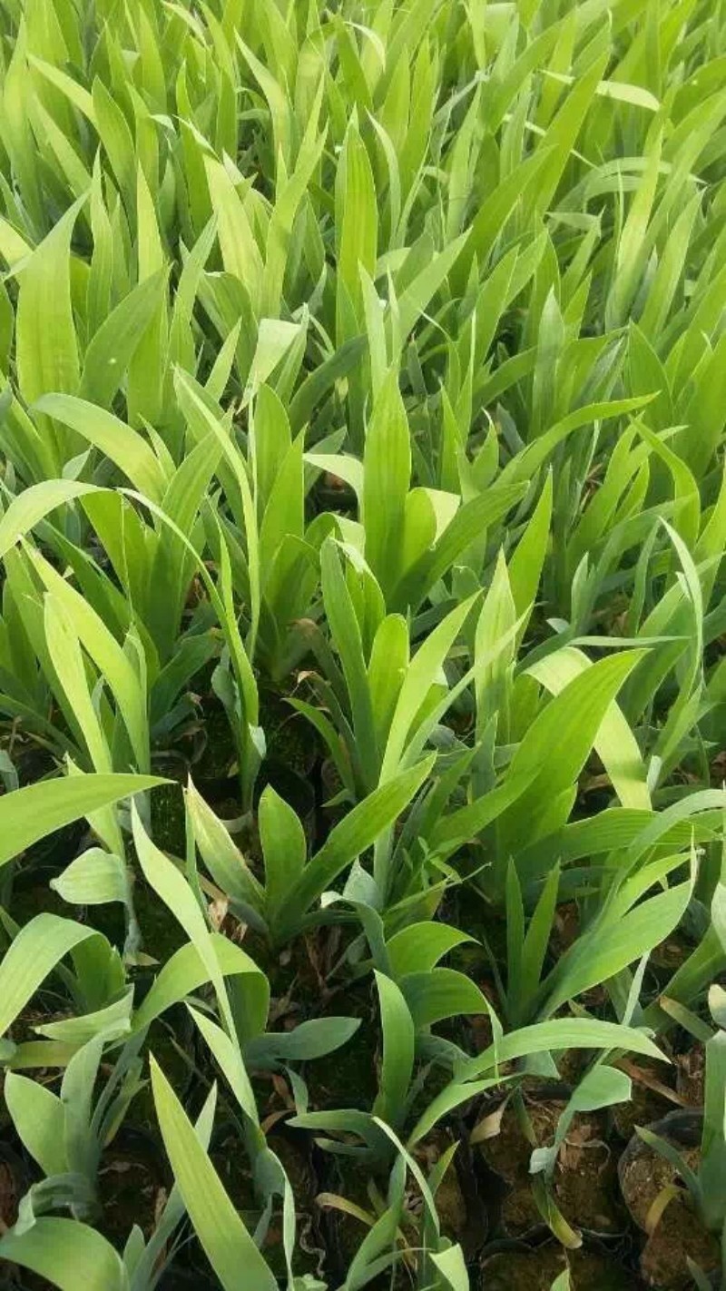 鸢尾自产自销营养钵鸢尾种植基地。1000万株
