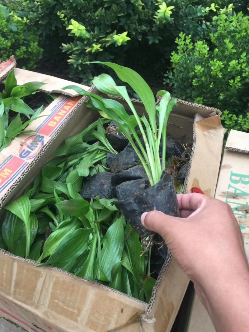 玉簪自产自销玉簪种植基地。300万直销。