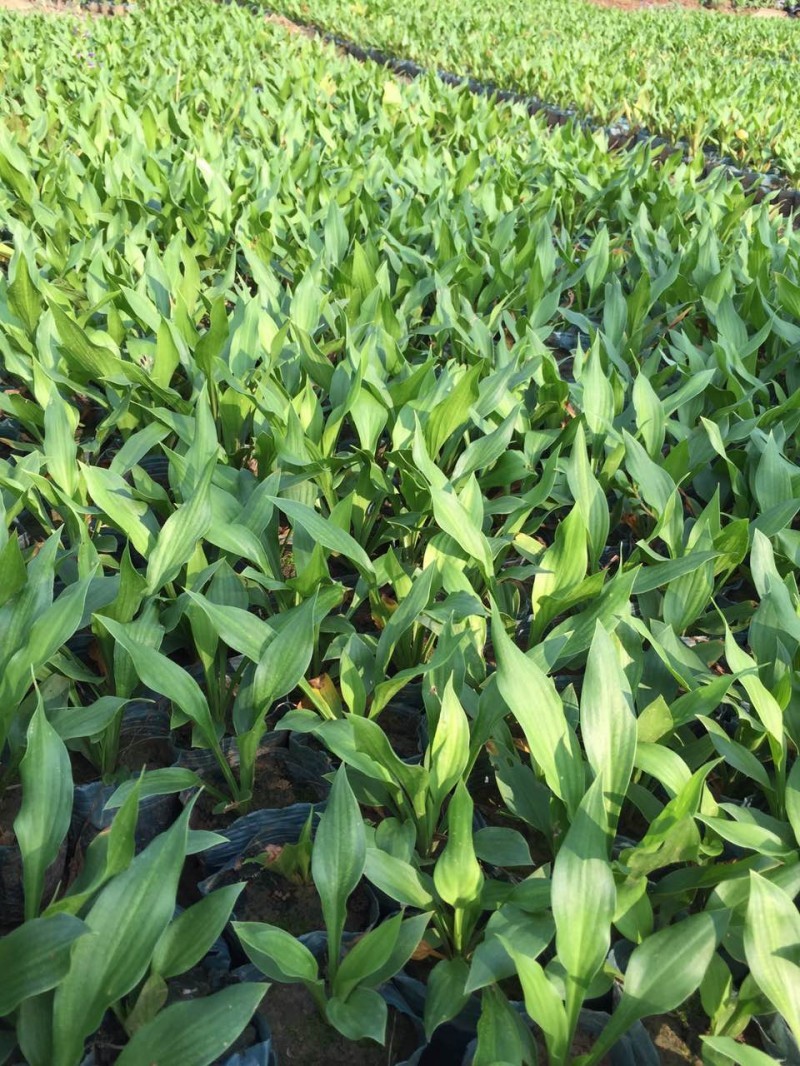玉簪自产自销玉簪种植基地。300万直销。
