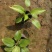 白玉簪种植基地白玉簪自产自销。300万。直销