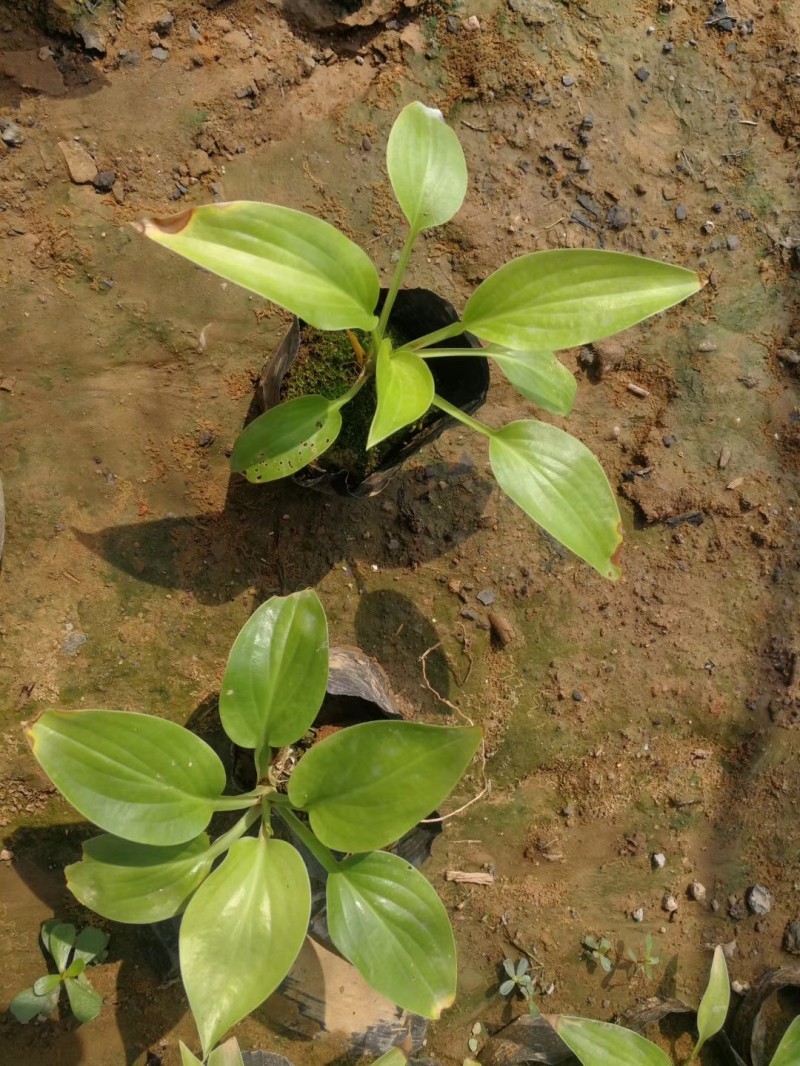 白玉簪种植基地白玉簪自产自销。300万。直销