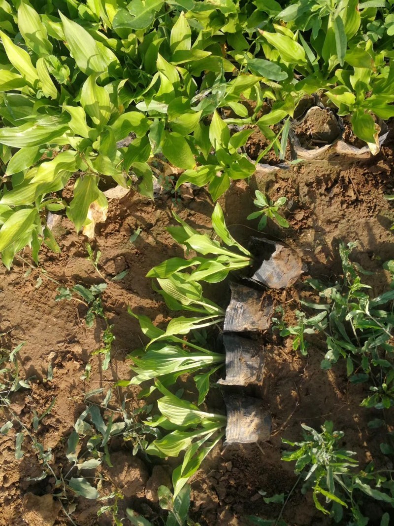 白玉簪种植基地白玉簪自产自销。300万。直销