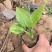 白玉簪种植基地白玉簪自产自销。300万。直销