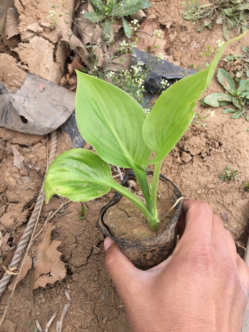 白玉簪种植基地白玉簪自产自销。300万。直销