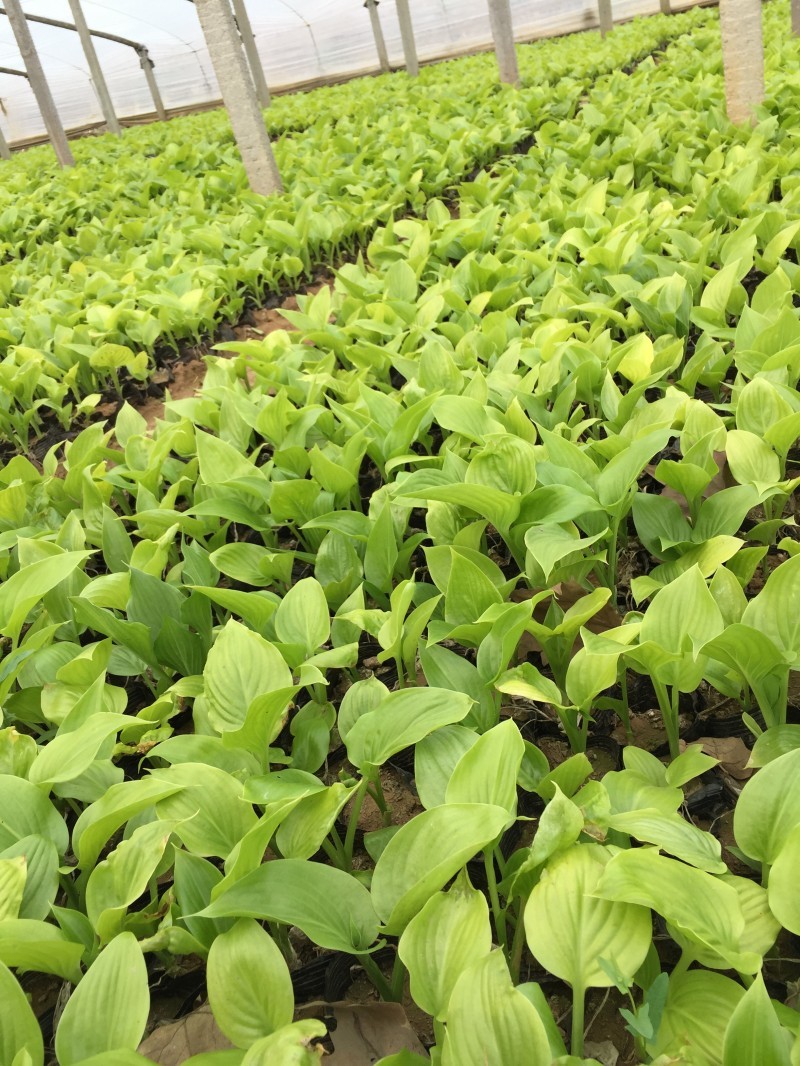 白玉簪种植基地白玉簪自产自销。300万。直销