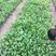 紫玉簪种植基地营养钵玉簪基地直供。300万直销