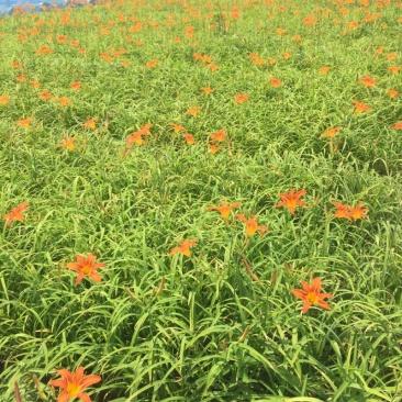 大花萱草自产自销大花萱草大量出售营养钵大花萱草