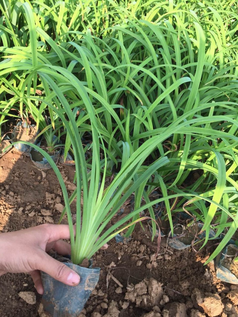 大花萱草自产自销大花萱草大量出售营养钵大花萱草