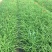 大花萱草自产自销大花萱草大量出售营养钵大花萱草