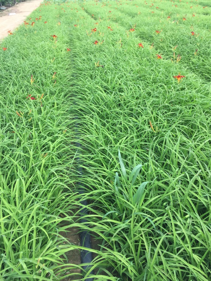 大花萱草自产自销大花萱草大量出售营养钵大花萱草