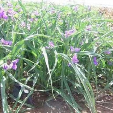 紫露草自产自销。青州紫露草80万低价处理