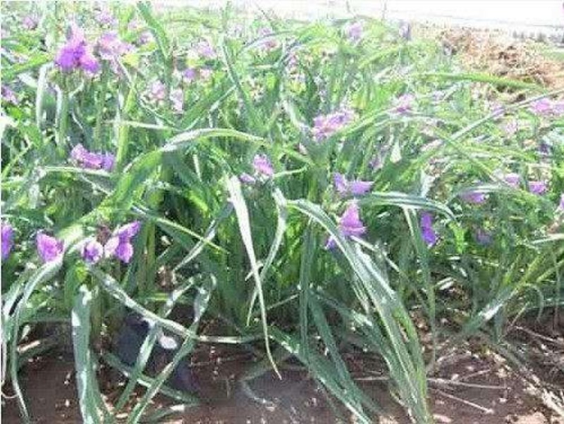紫露草自产自销。青州紫露草80万低价处理
