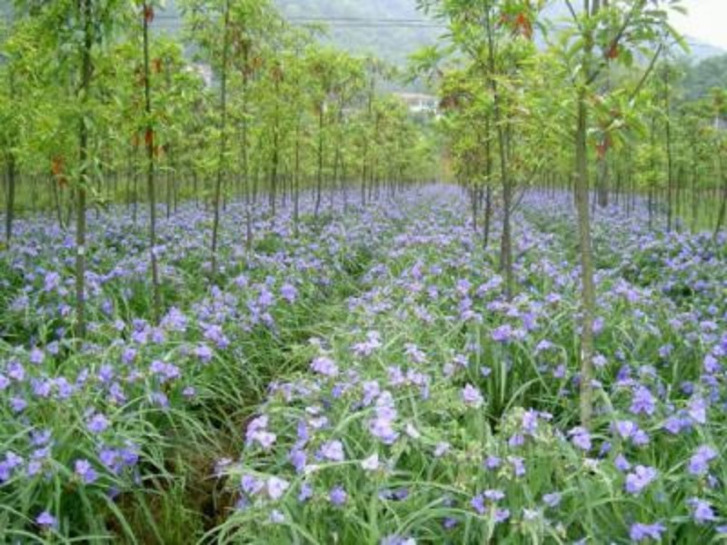 紫露草自产自销。青州紫露草80万低价处理