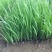 马蔺自产自销200万马蔺种植基地低价处理