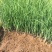 马蔺自产自销200万马蔺种植基地低价处理