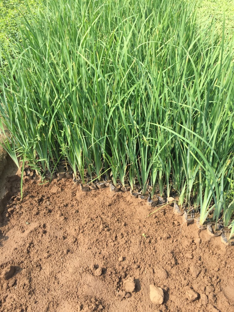 马蔺自产自销200万马蔺种植基地低价处理
