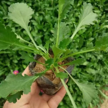 大滨菊自产自销大滨菊农户直销。300万低价出售