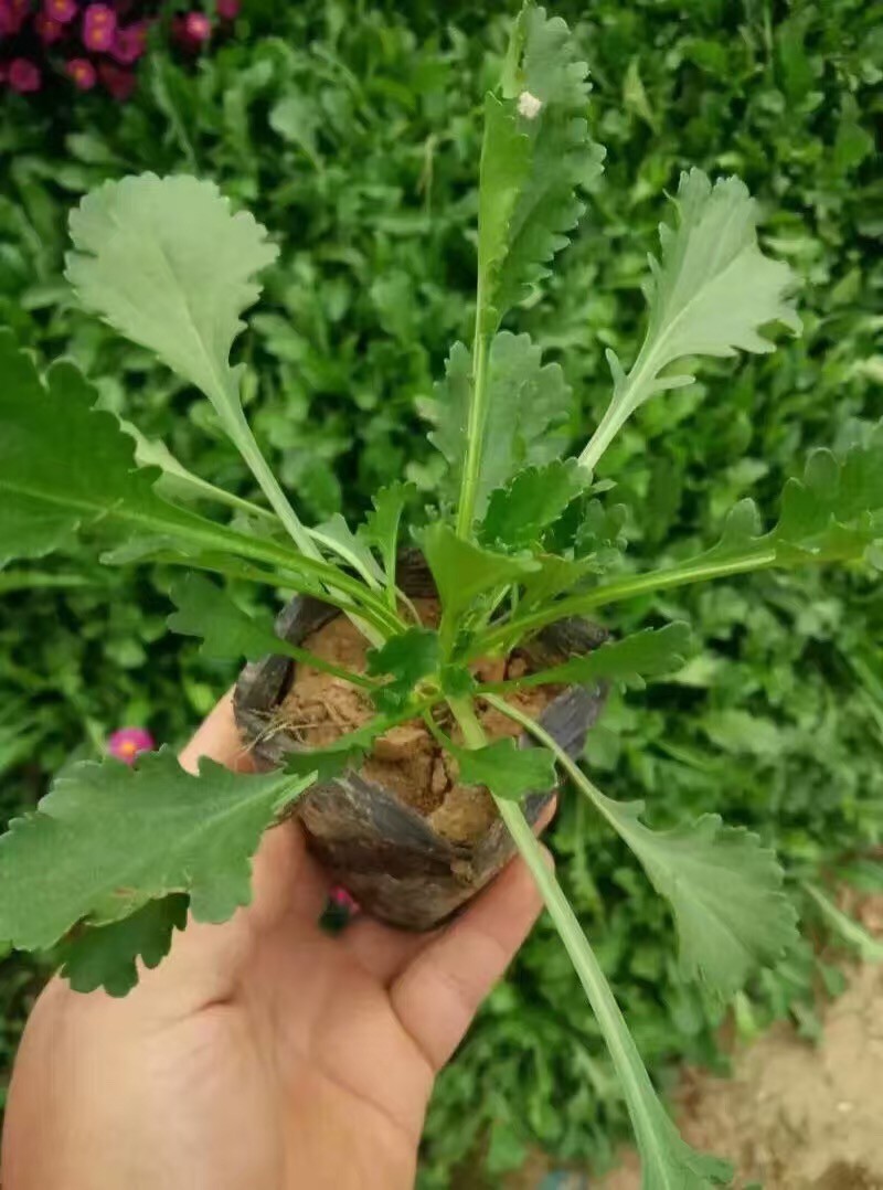 大滨菊自产自销大滨菊农户直销。300万低价出售