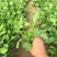 大滨菊自产自销大滨菊农户直销。300万低价出售
