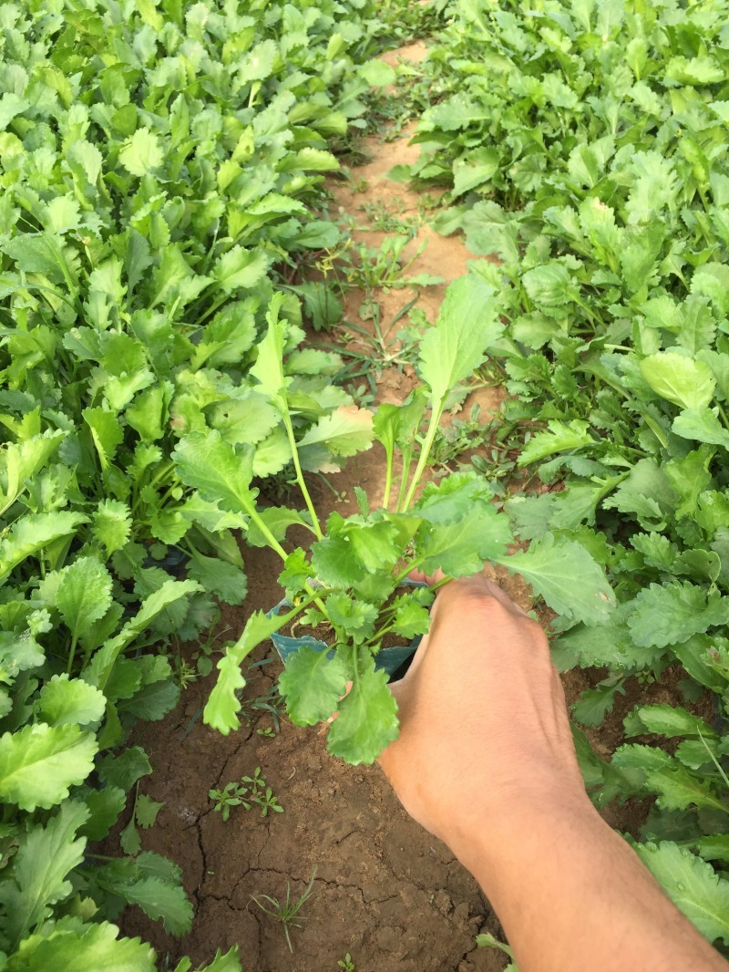 大滨菊自产自销大滨菊农户直销。300万低价出售