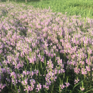 假龙头农户直销假龙头种植基地自产自销