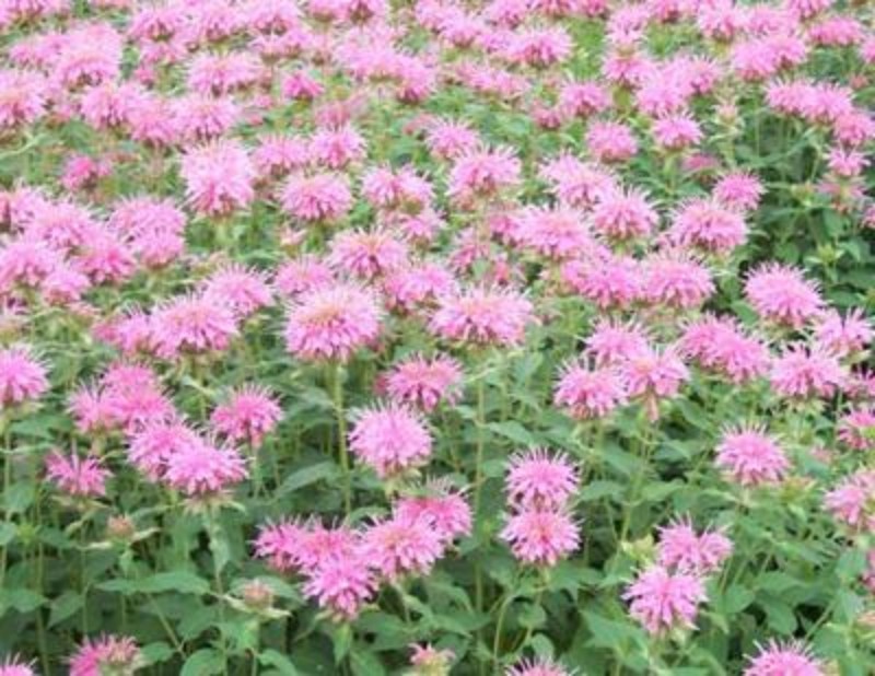 美国薄荷种植基地美国薄荷自产自销。500万处理