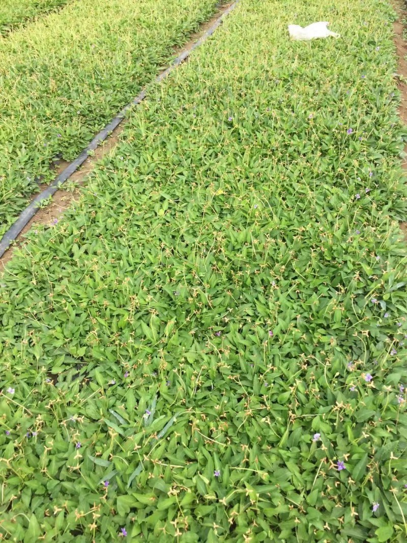 紫花地丁自产自销紫花地丁基地直销。300万处理。