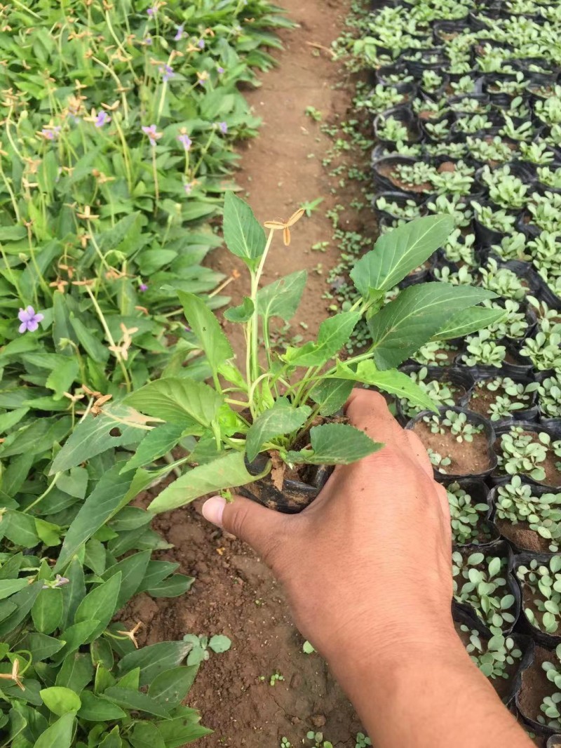 紫花地丁自产自销紫花地丁基地直销。300万处理。